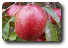Plod jabloně